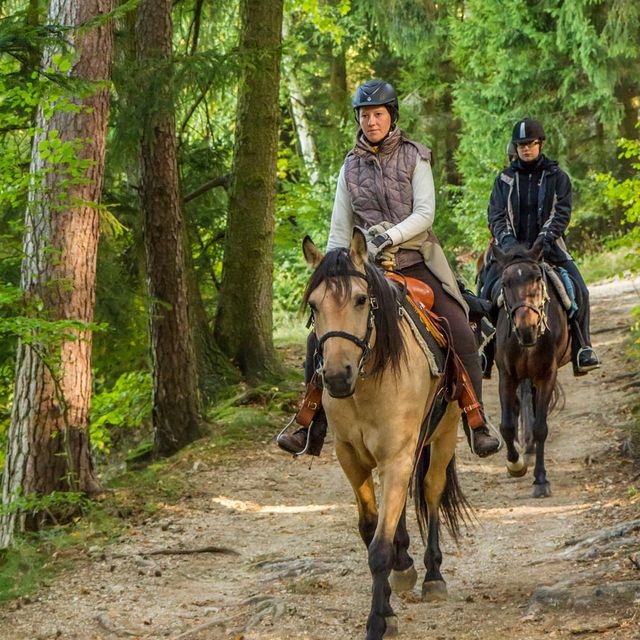 Wanderreithof Heimelsteiner im Mühlviertel